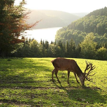 Moderne Ferienwohnung Im Herzen Des Nationalparks ヘレンタール エクステリア 写真