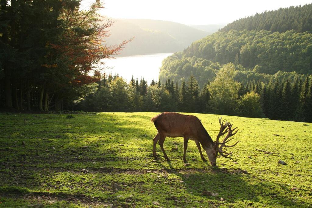 Moderne Ferienwohnung Im Herzen Des Nationalparks ヘレンタール エクステリア 写真